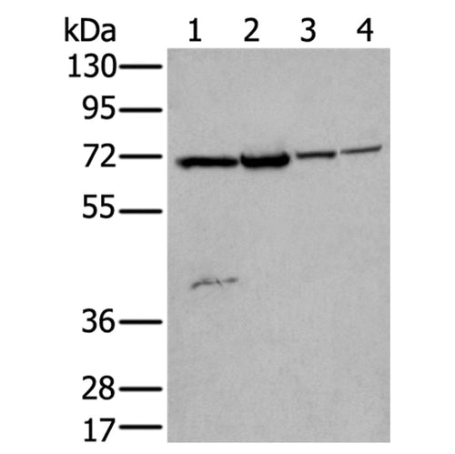 ZNF131 rabbit polyclonal antibody