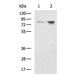 CD55 rabbit polyclonal antibody