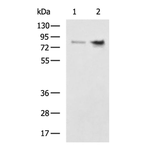 CD55 rabbit polyclonal antibody
