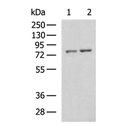 NCAPH rabbit polyclonal antibody