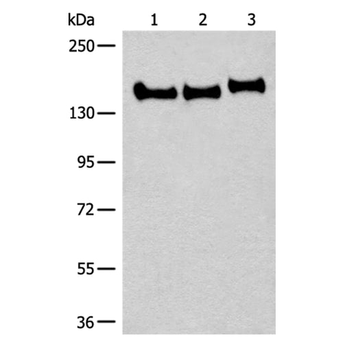 CNTNAP2 rabbit polyclonal antibody