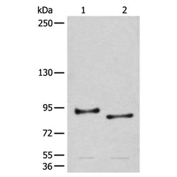 CHRD rabbit polyclonal antibody