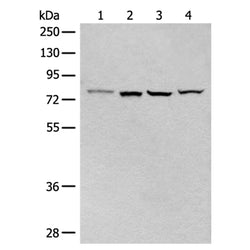 CLPTM1 rabbit polyclonal antibody