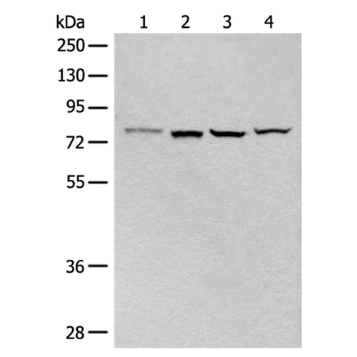 CLPTM1 rabbit polyclonal antibody