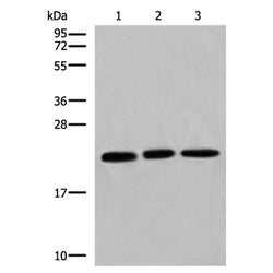 COPS8 rabbit polyclonal antibody