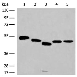 RCOR3 rabbit polyclonal antibody