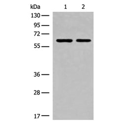 CREB3L2 rabbit polyclonal antibody