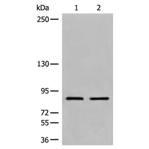 DDX50 rabbit polyclonal antibody