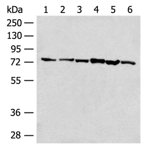 TCF25 rabbit polyclonal antibody