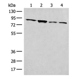 FOXRED2 rabbit polyclonal antibody