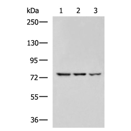 PBXIP1 rabbit polyclonal antibody
