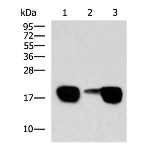 FXYD6 rabbit polyclonal antibody