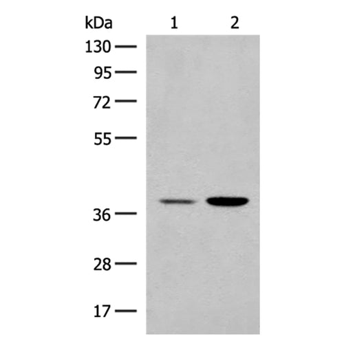 MRM1 rabbit polyclonal antibody