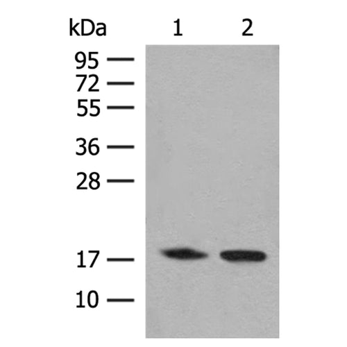C8orf44 rabbit polyclonal antibody
