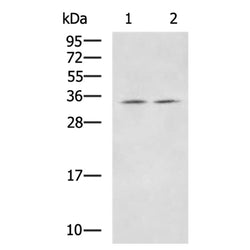 ICOSLG rabbit polyclonal antibody