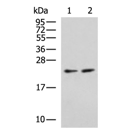 BBC3 rabbit polyclonal antibody