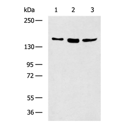 CFTR rabbit polyclonal antibody