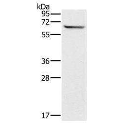 CRMP1 rabbit polyclonal antibody