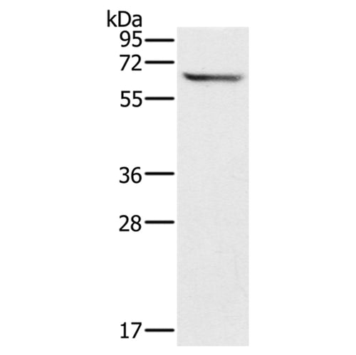 CRMP1 rabbit polyclonal antibody