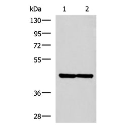 LAMP3 rabbit polyclonal antibody
