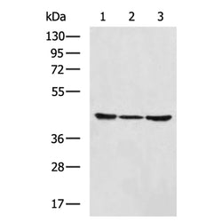 PROKR2 rabbit polyclonal antibody