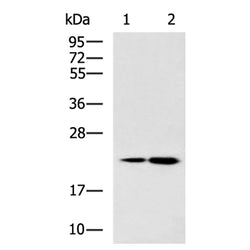 HINT3 rabbit polyclonal antibody