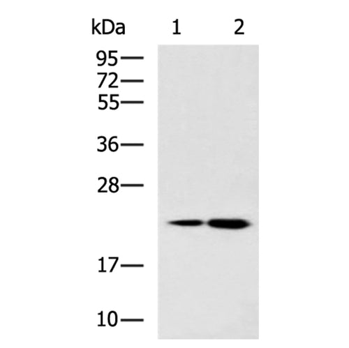 HINT3 rabbit polyclonal antibody