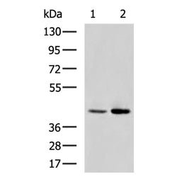 NTSR1 rabbit polyclonal antibody