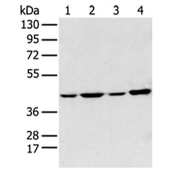ADIPOR1 rabbit polyclonal antibody