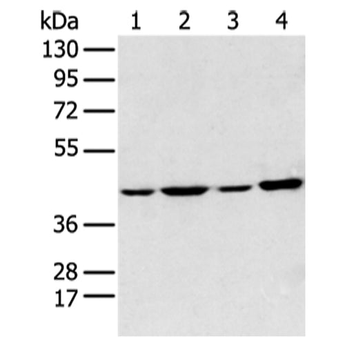ADIPOR1 rabbit polyclonal antibody