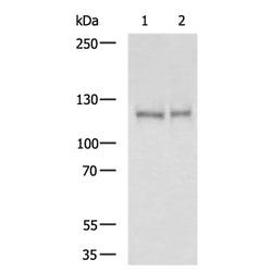MAP3K10 rabbit polyclonal antibody