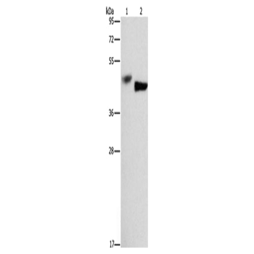 BCL3 rabbit polyclonal antibody