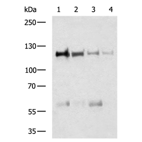 PARP1 rabbit polyclonal antibody