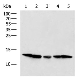 TXN rabbit polyclonal antibody