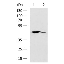 RBFOX1 rabbit polyclonal antibody