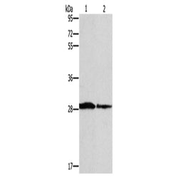 SPR rabbit polyclonal antibody