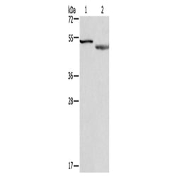 CADM4 rabbit polyclonal antibody