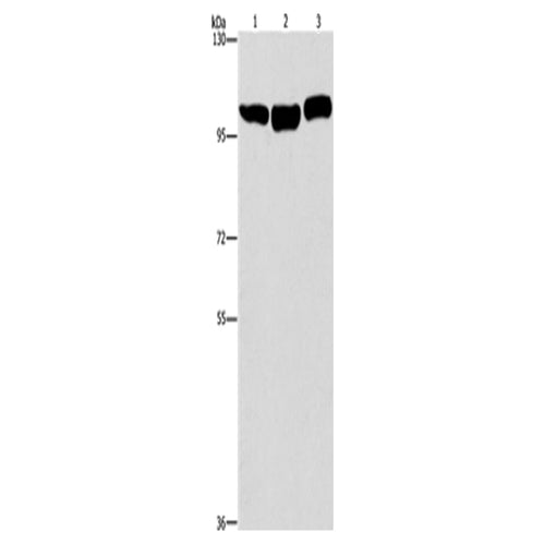 DNM2 rabbit polyclonal antibody