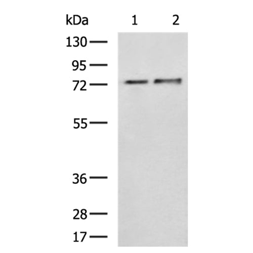 FXR1 rabbit polyclonal antibody