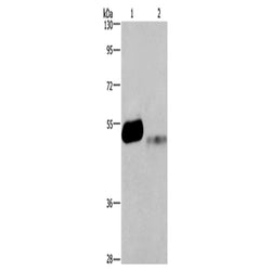GABRA1 rabbit polyclonal antibody