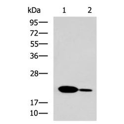 IL19 rabbit polyclonal antibody