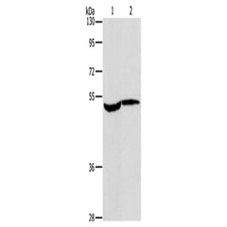 MAPKAPK2 rabbit polyclonal antibody