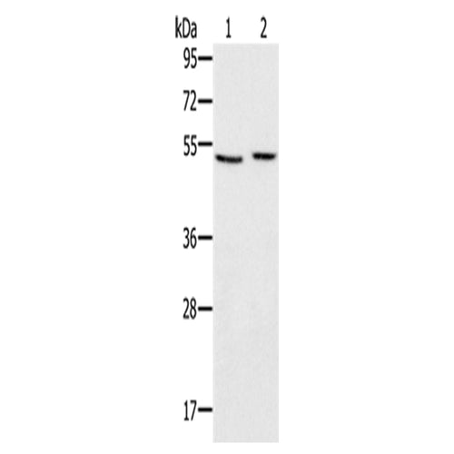 SLC39A7 rabbit polyclonal antibody