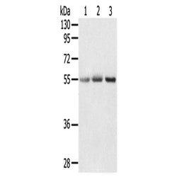 CWC27 rabbit polyclonal antibody