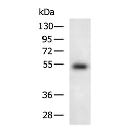 SIGLEC8 rabbit polyclonal antibody