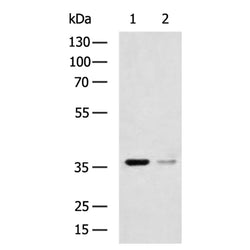 SIRT4 rabbit polyclonal antibody