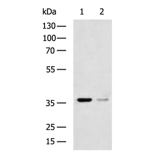SIRT4 rabbit polyclonal antibody