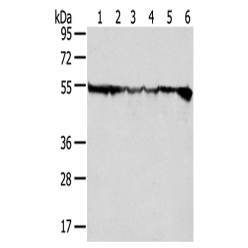 DDX39B rabbit polyclonal antibody