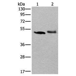 KRT20 rabbit polyclonal antibody