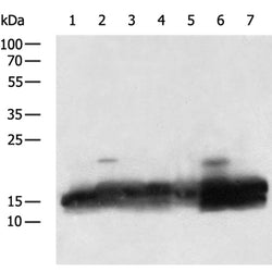 COX4I1 rabbit polyclonal antibody